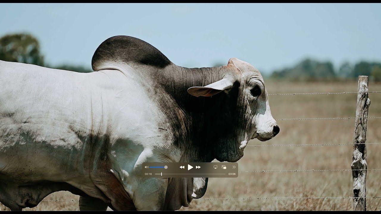 1280x720 BRC 160 8: The Pinnacle Of Modern American Brahman