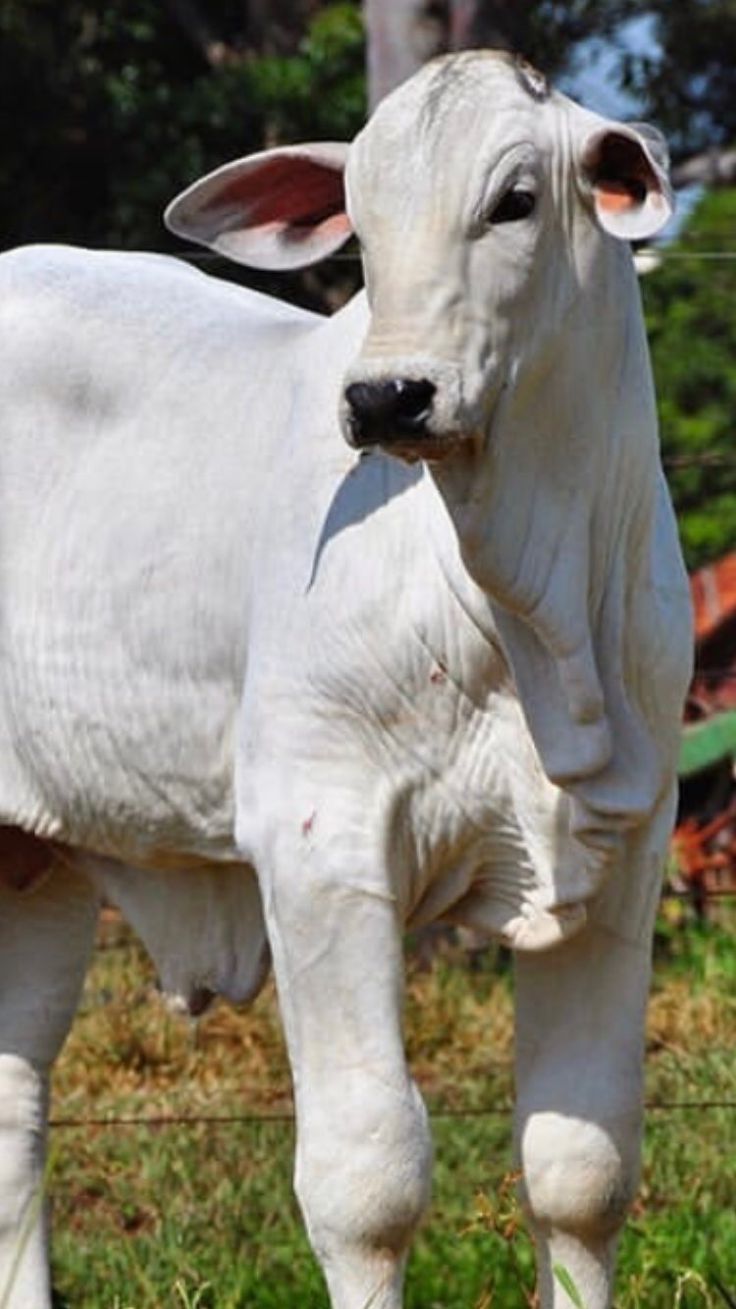 736x1309 Adorable White Cow in a Lush Green Field. Albino cattle, Brahman cattle photo, White brahman