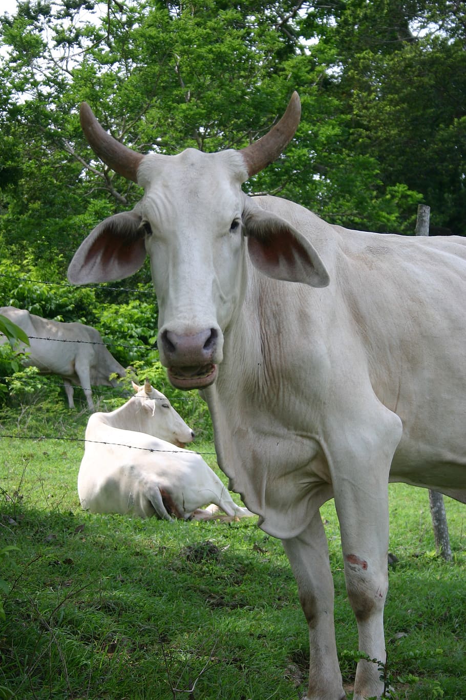 910x1365 HD wallpaper: brahma, bull, caribbean, cattle, livestock, bovine, cow, domestic animals