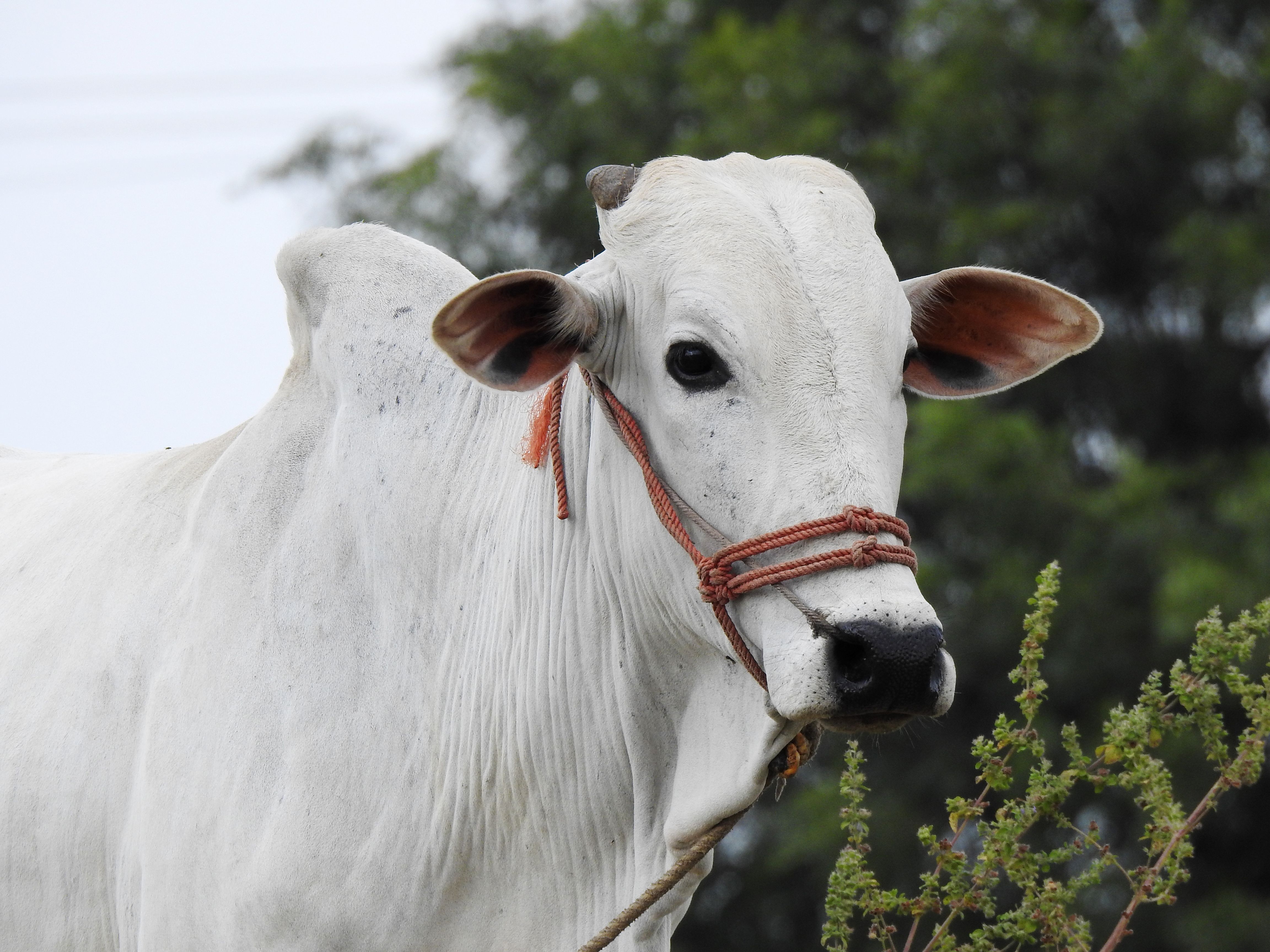 4608x3456 Close Up Portrait Of A White Brahman Cow · Free