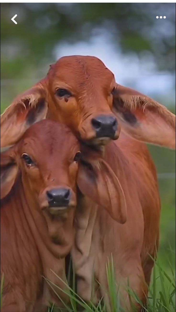 736x1304 Adorable Brown Cows Laying in Grass. Cow photo, God venkateswara image HD wallpaper, Amazing animal