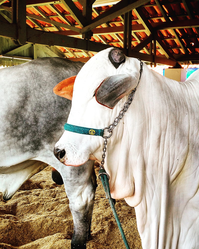 800x1000 Nelore, barretos, bull, bulls, cow, cows, gado, ox, palin, vaca, HD phone wallpaper