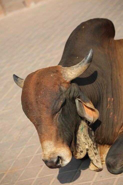 493x740 Brahman bull Image