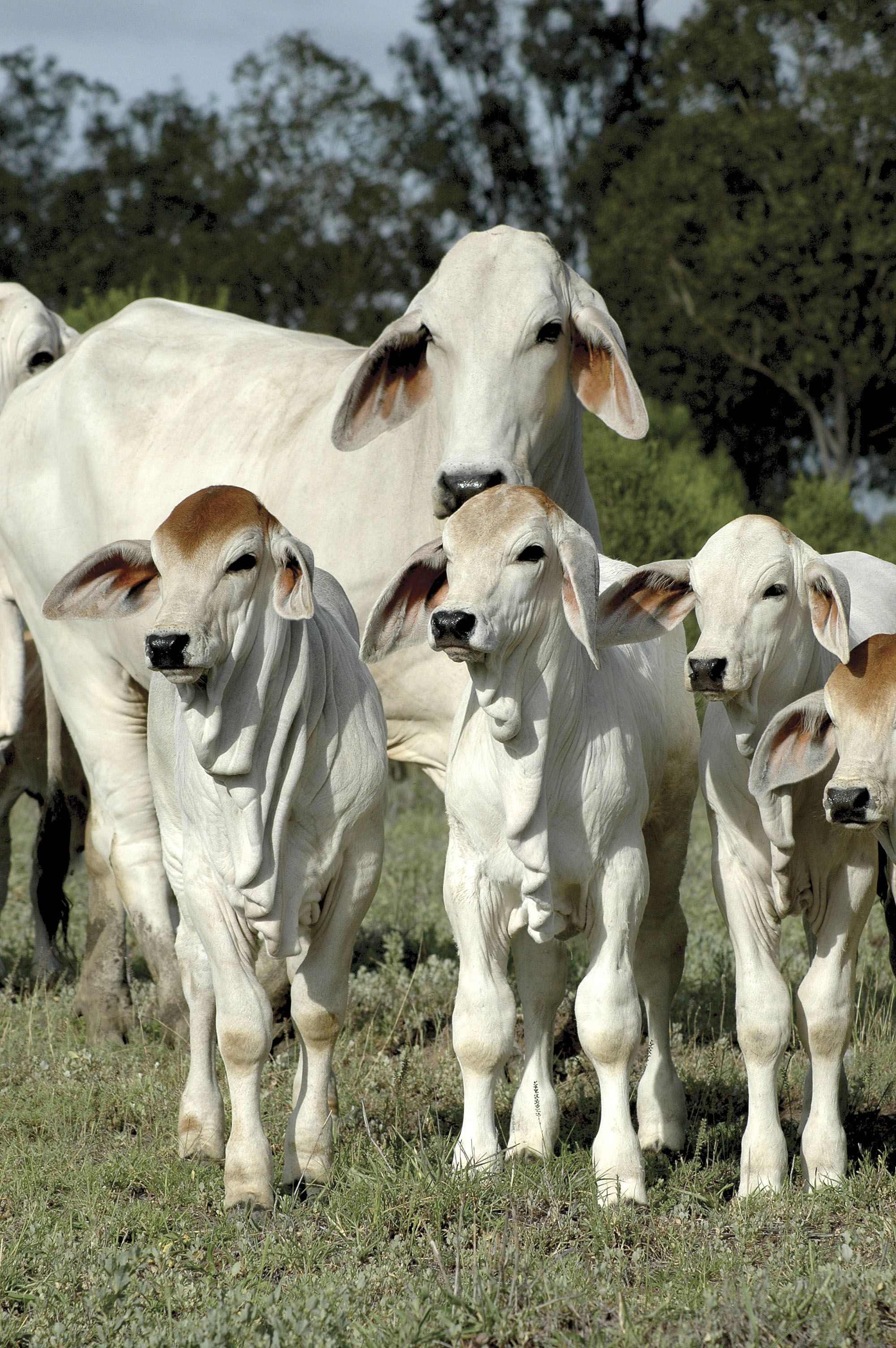 2000x3008 Brahman Cow Wallpaper