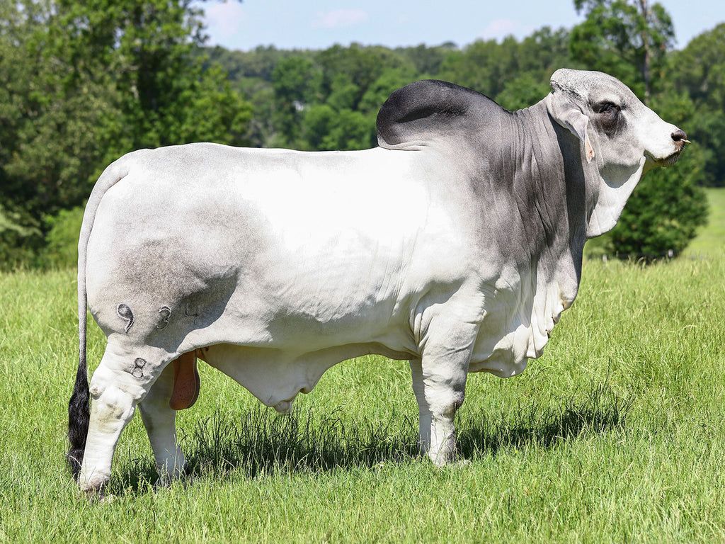 1024x768 Buy Mr. V8 934 8 Otis Grey Brahman Bull Semen Online