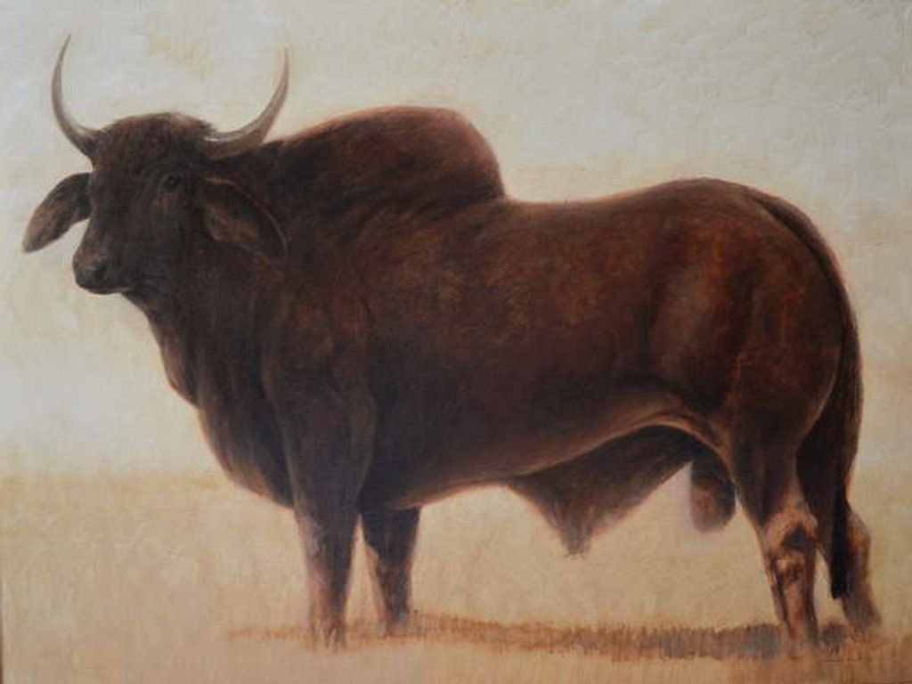 1024x768 Brahmin Bull, 2019 posters & prints