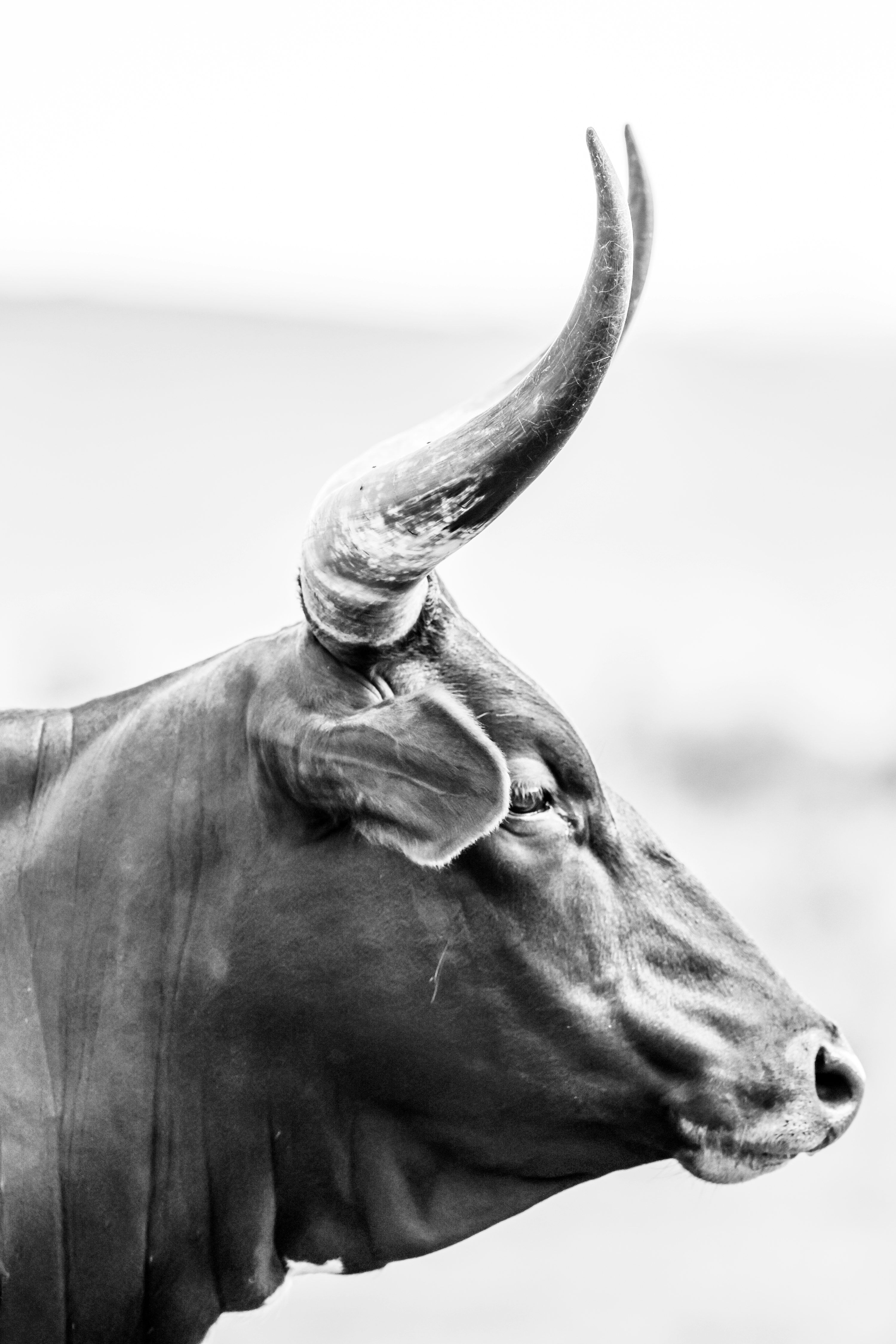 3000x4500 Bull Picture. Download Free Image