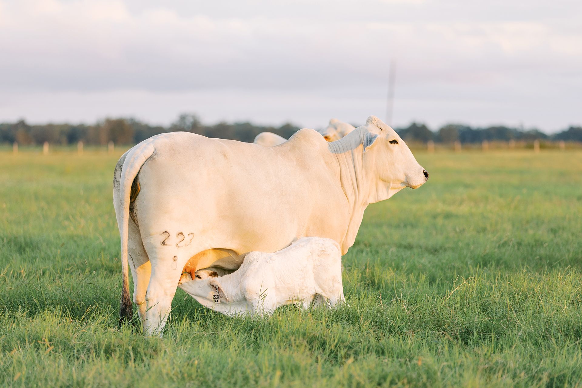 1920x1280 Everything You Want to Know About Brahman Cattle