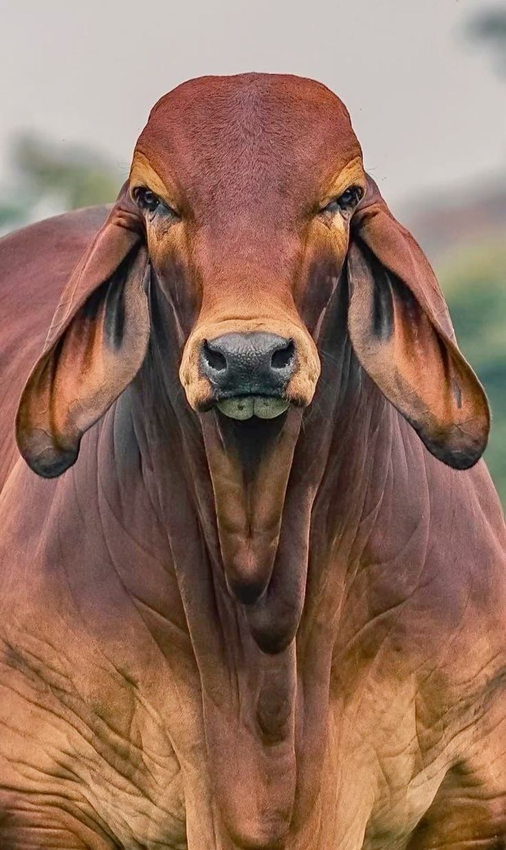 736x1235 Discover 120 Red Brahman and brahman cow and calf ideas. brahma cow, brahman cow photo, gir cow and more