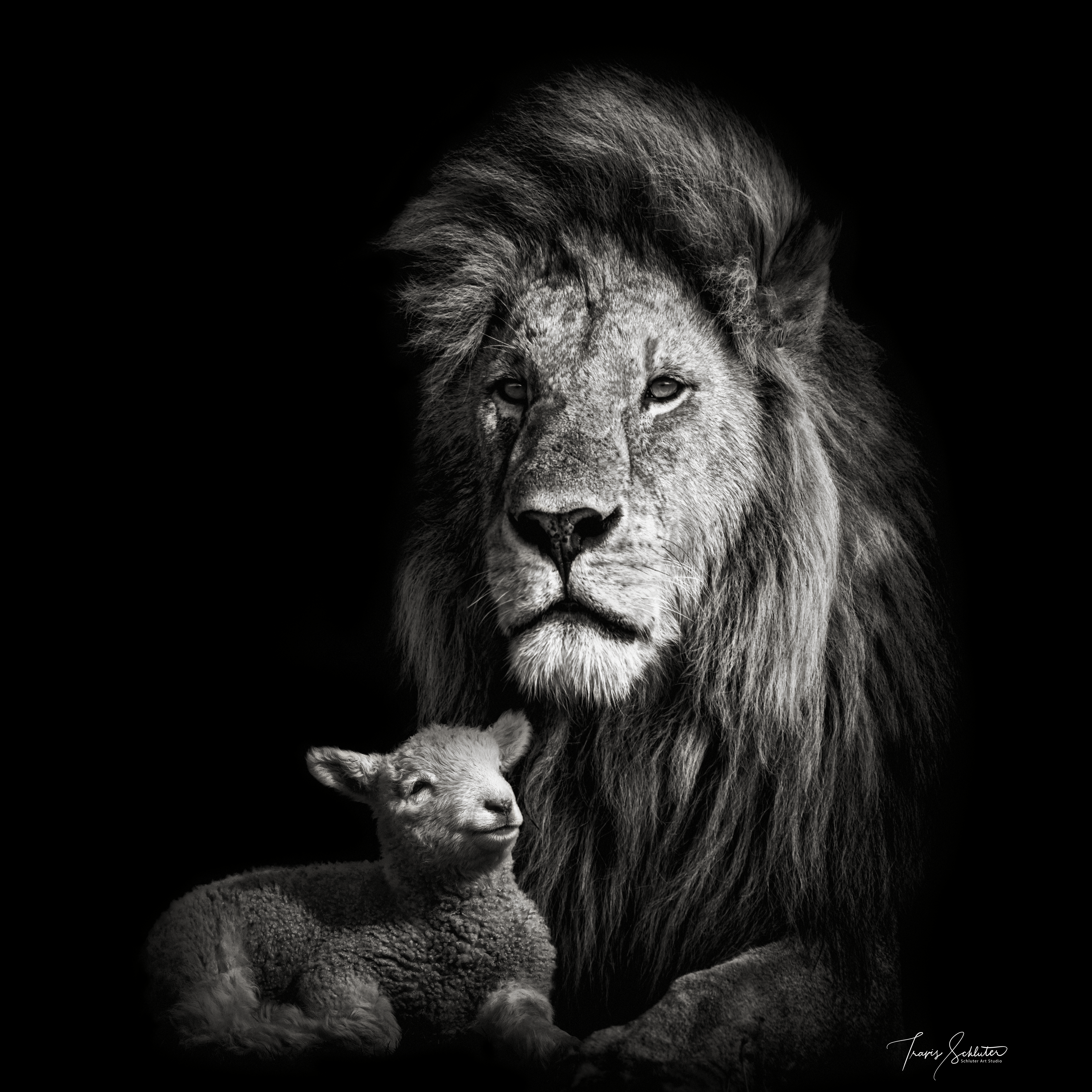 3900x3900 Lion And Lamb Wallpaper