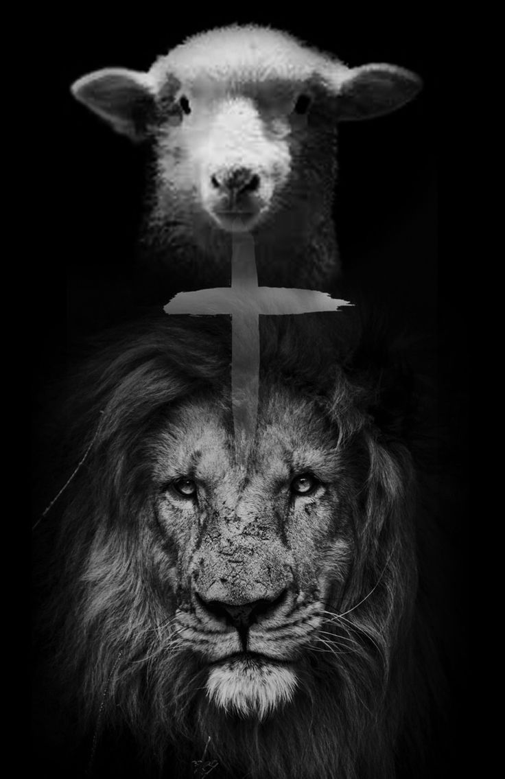 736x1135 He is Luon And Lamb