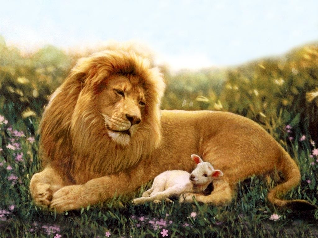 1024x768 Lion And Lamb Wallpaper