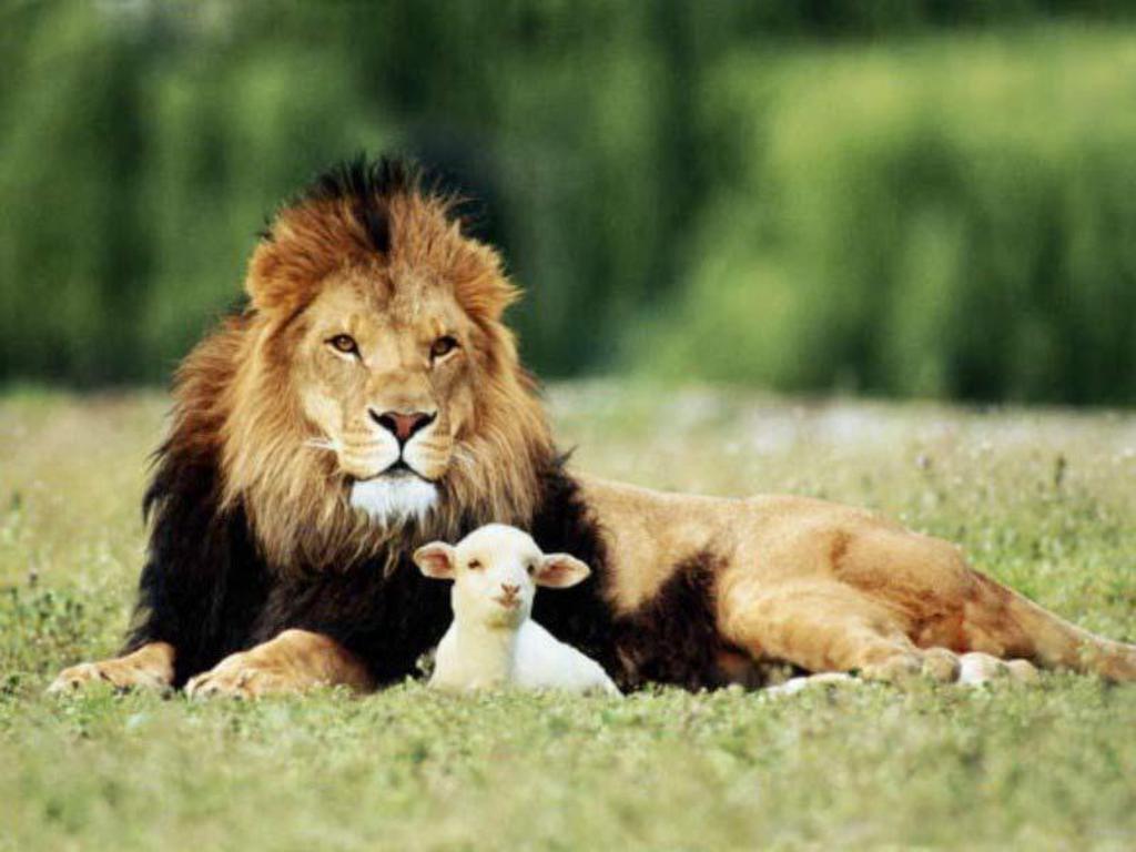 1024x768 The Lion, the Weather, and the Lamb