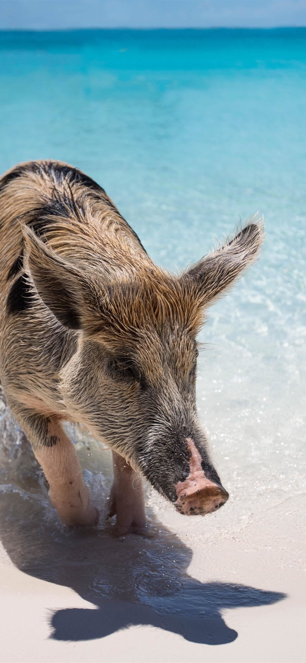 1242x2688 Exuma The Bahamas iPhone SE Wallpaper Free Download