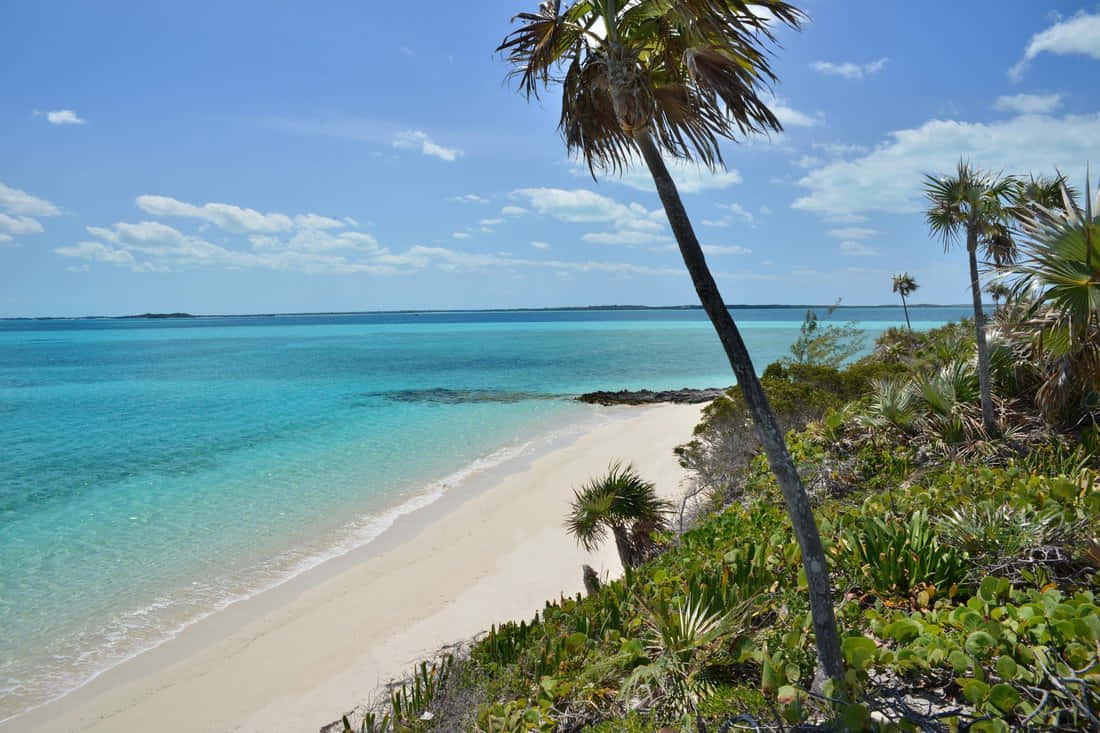 1100x733 Bahamas Island Wallpaper