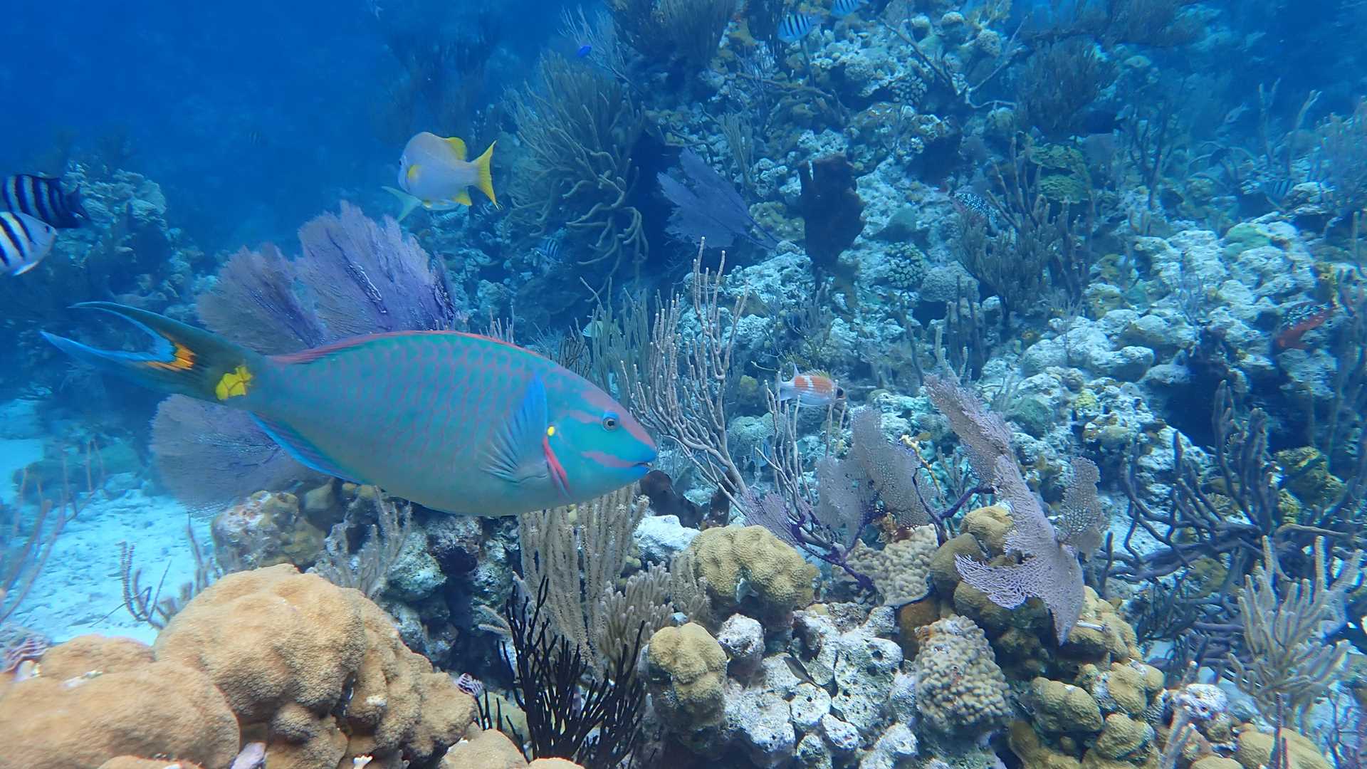 1920x1080 The Aquarium And Rocky Dundas, Exuma Cays 24 2023. National Geographic Sea Lion