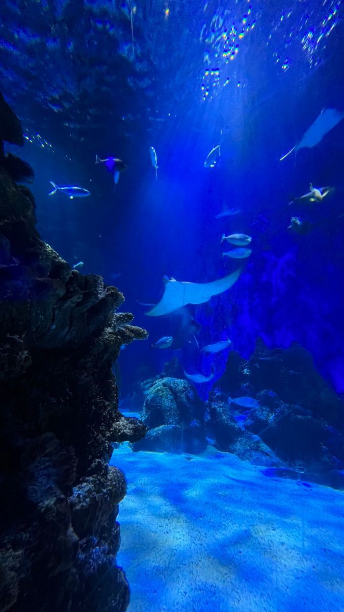 675x1200 Colorful Aquarium with Various Fish Types. Ocean life in blue light, Aquarium blue background, Underwater vibes wallpaper