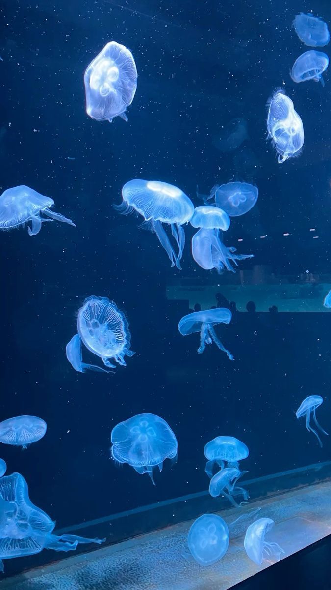 675x1200 Aquarium Aesthetic Wallpaper