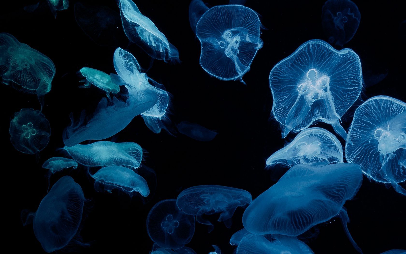 1680x1050 Download wallpaper 1680x1050 jellyfish, glow, aquarium, aesthetics, black widescreen 16:10 HD background