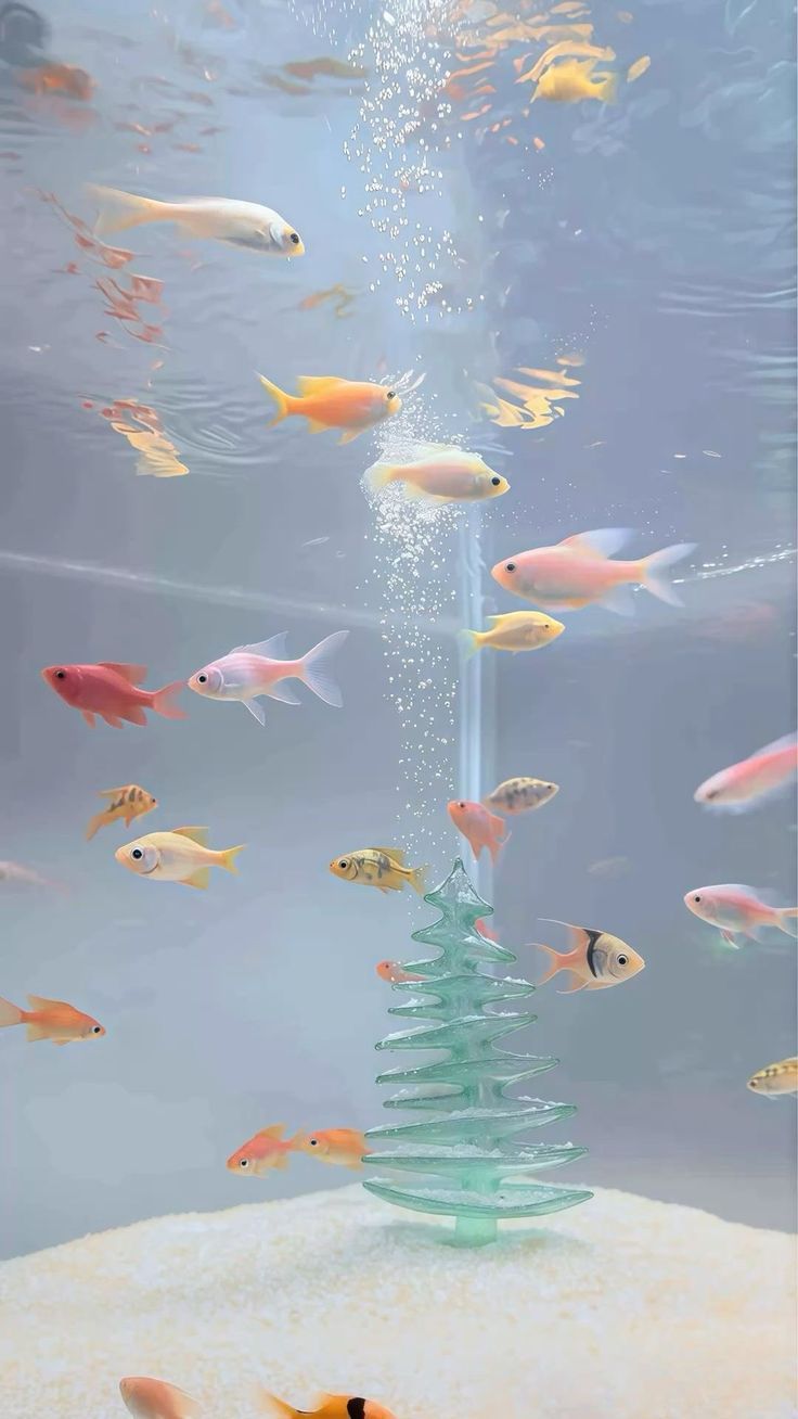 736x1308 Fish tank for christmas. Fish tank ideas with christmas decorations, Aquarium wallpaper 4k, Long wallpaper