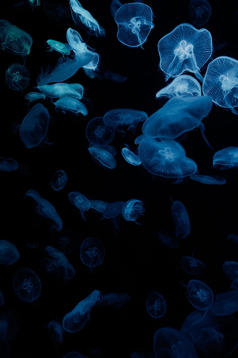 800x1200 HD aesthetic aquarium wallpaper