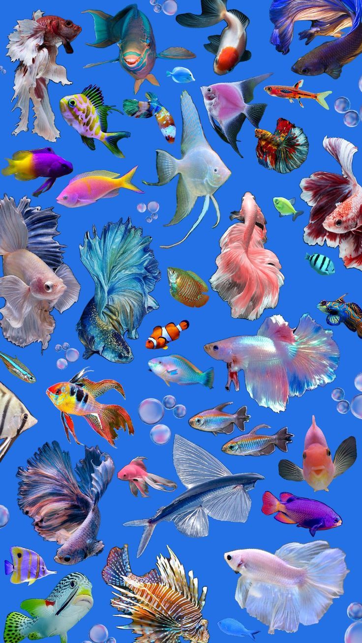 736x1308 Aquarium #fish #wallpaper #aesthetic