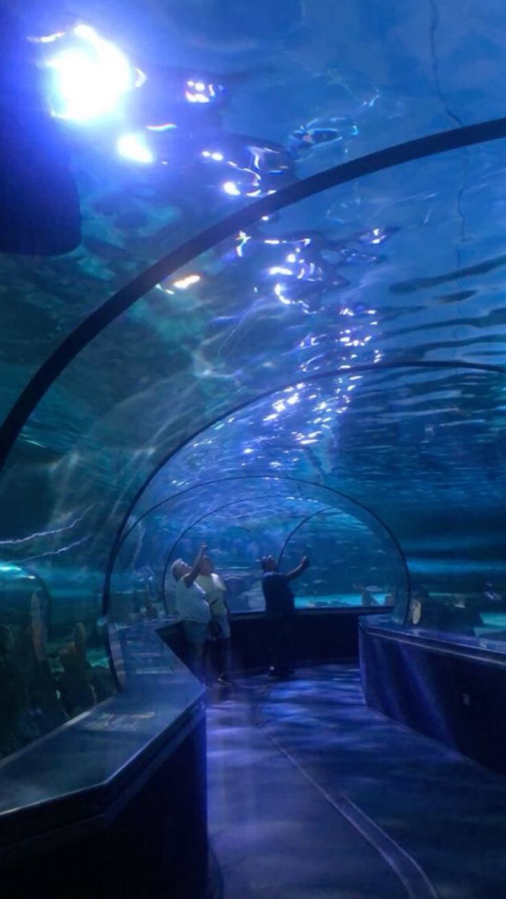 736x1308 Pretty aquarium/ night time vibes/ aquarium/ tunnel in aquarium/ fish aesthetic