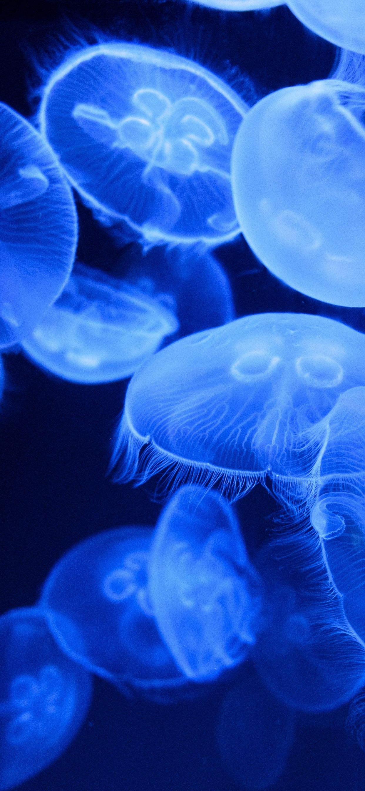 1242x2688 Blue Jellyfish Wallpaper 4K, Aquarium, Underwater, Glowing