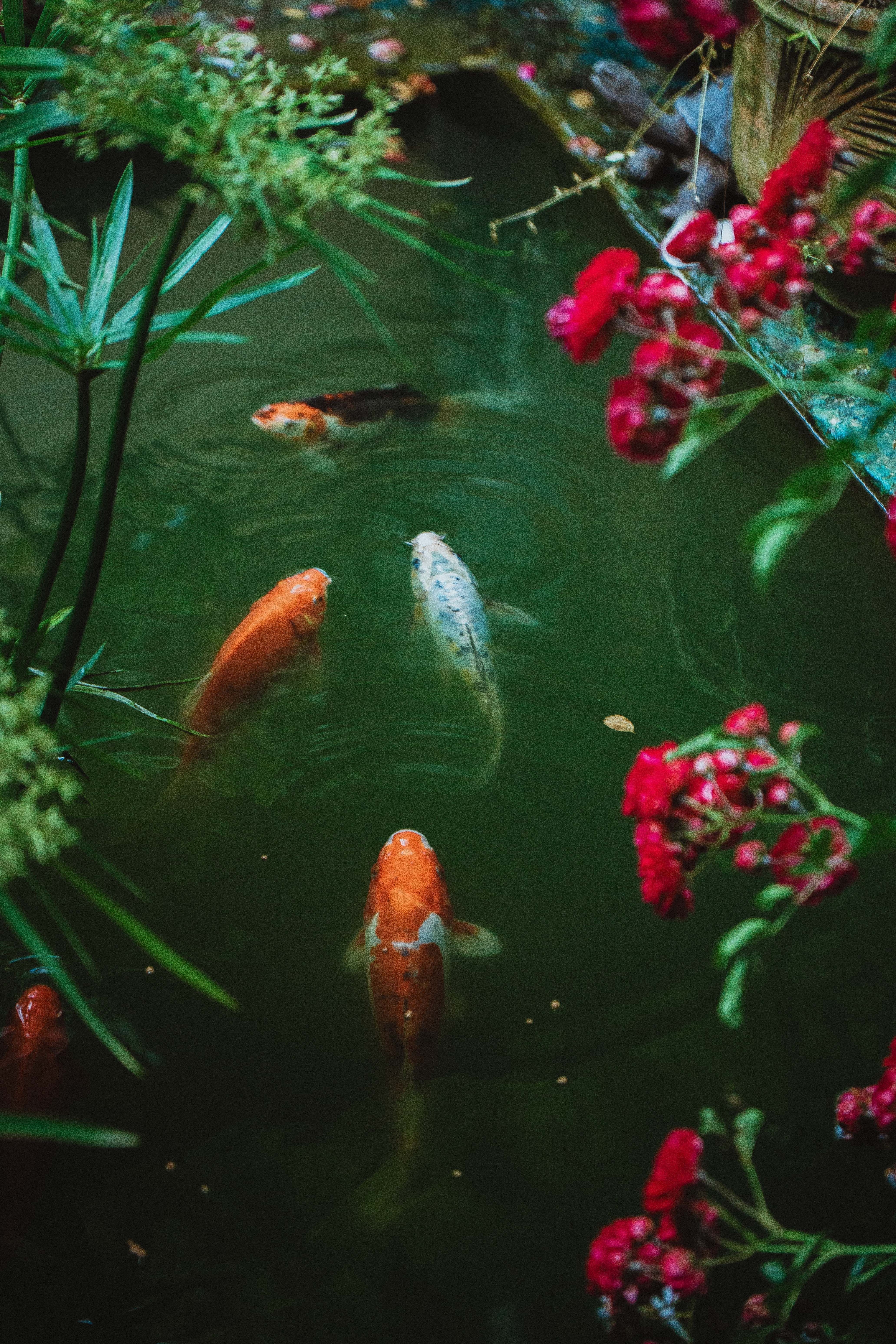 4128x6192 Aesthetic Fish Photo, Download The BEST Free Aesthetic Fish & HD Image