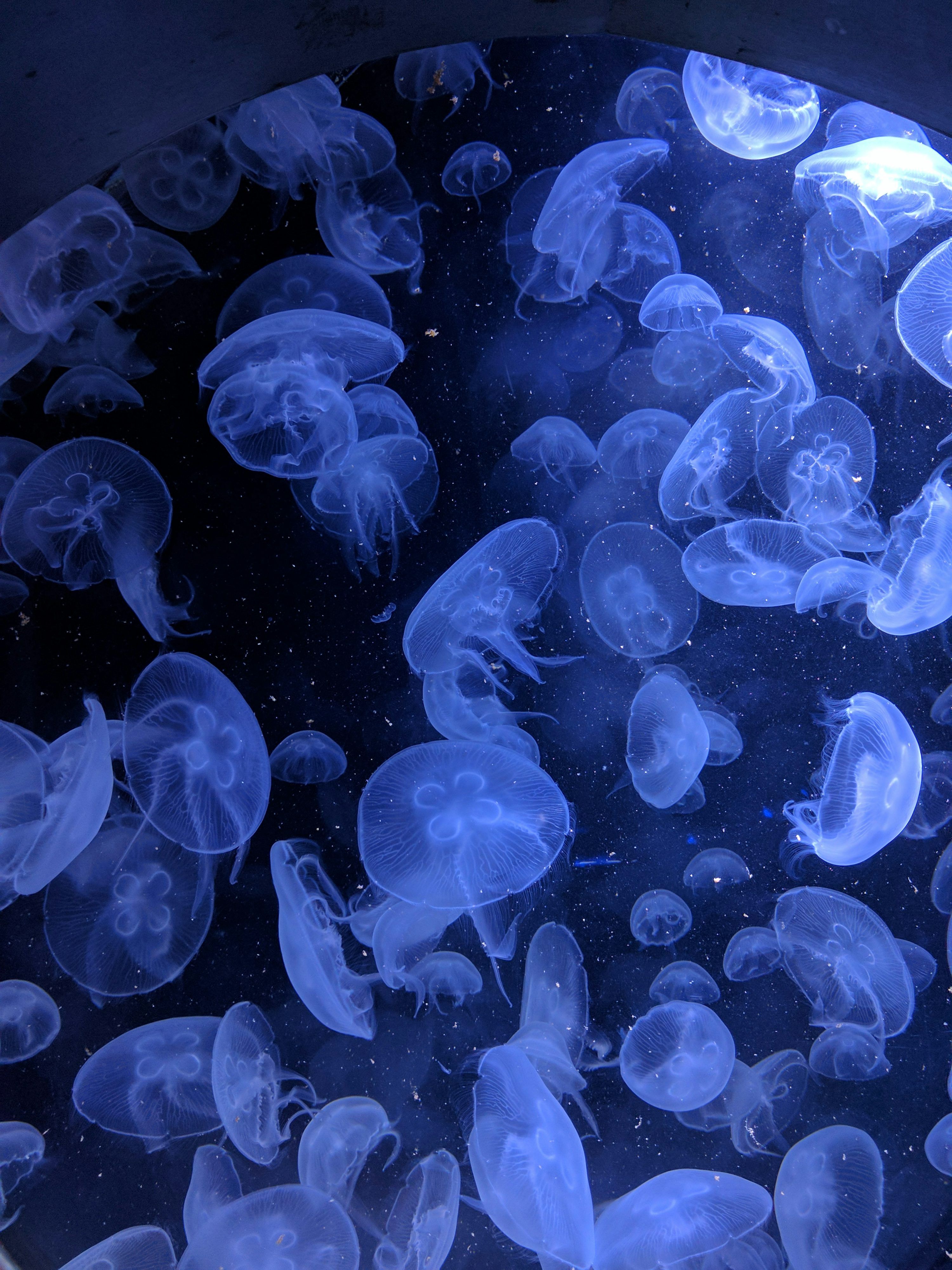 3000x4000 Aquarium Picture [HD]. Download Free Image