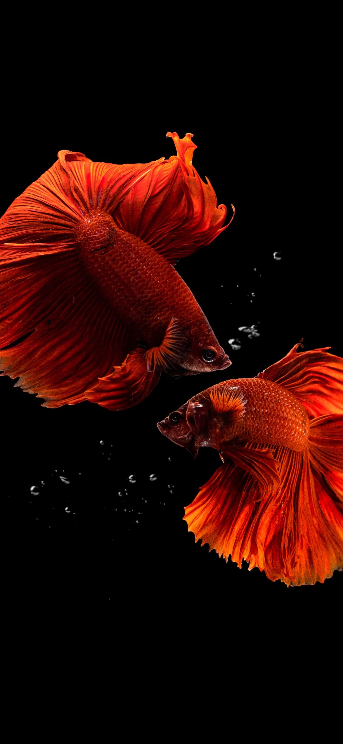 1179x2556 Fishes Wallpaper 4K, Aquarium, Black background
