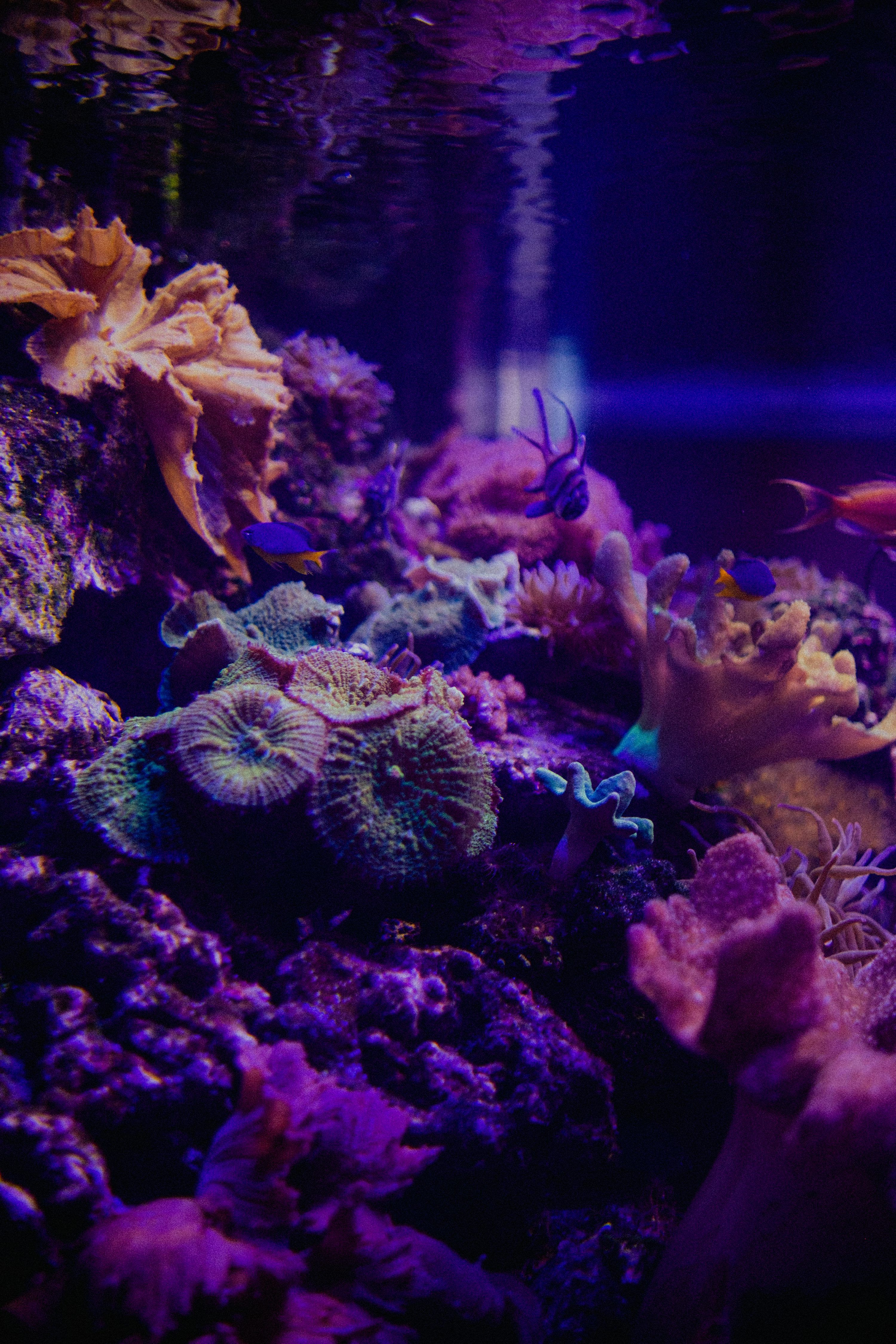 3000x4500 Vibrant coral reef aquarium with small fish under purple light. photo