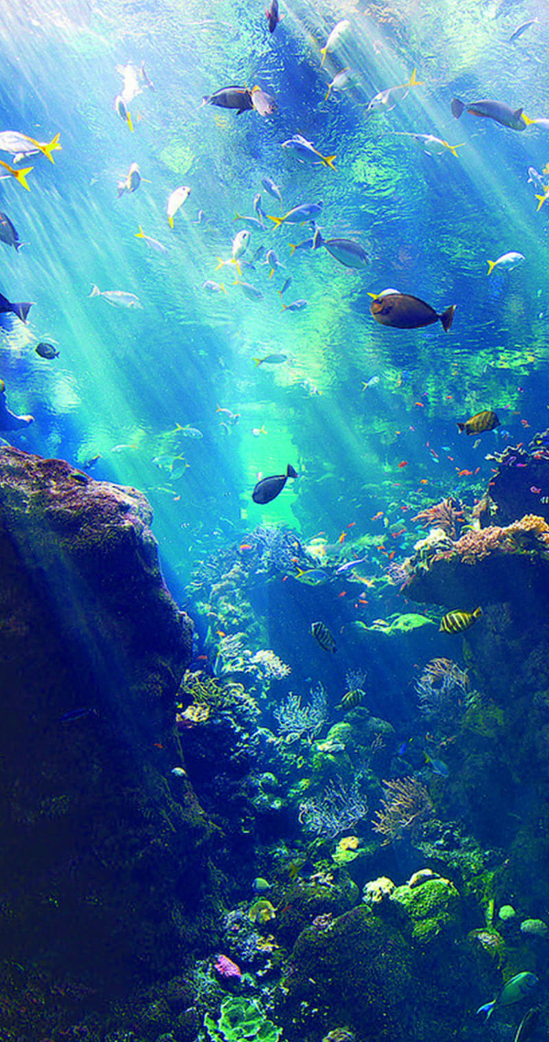 800x1519 Under the Sea, aquarium, artsy, cute, magic, ocean, pretty, HD phone wallpaper