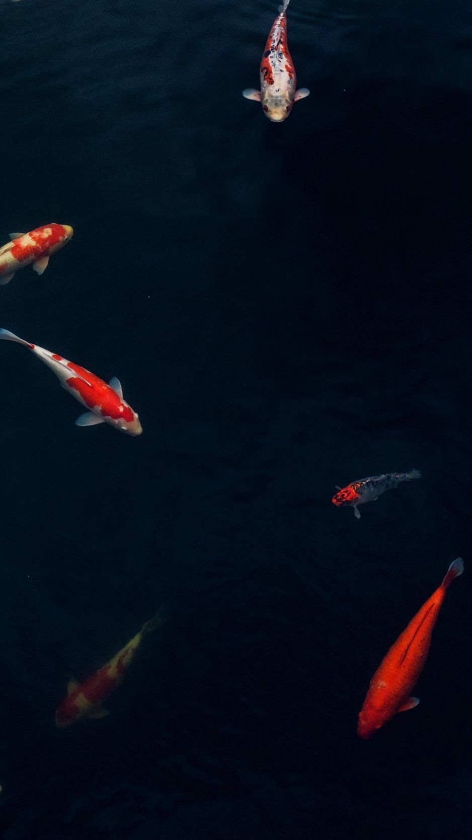 938x1668 Download Wallpaper 938x1668 Fish, Aquarium, Dark, Water Iphone 8 7 6s 6 For Parallax HD Background