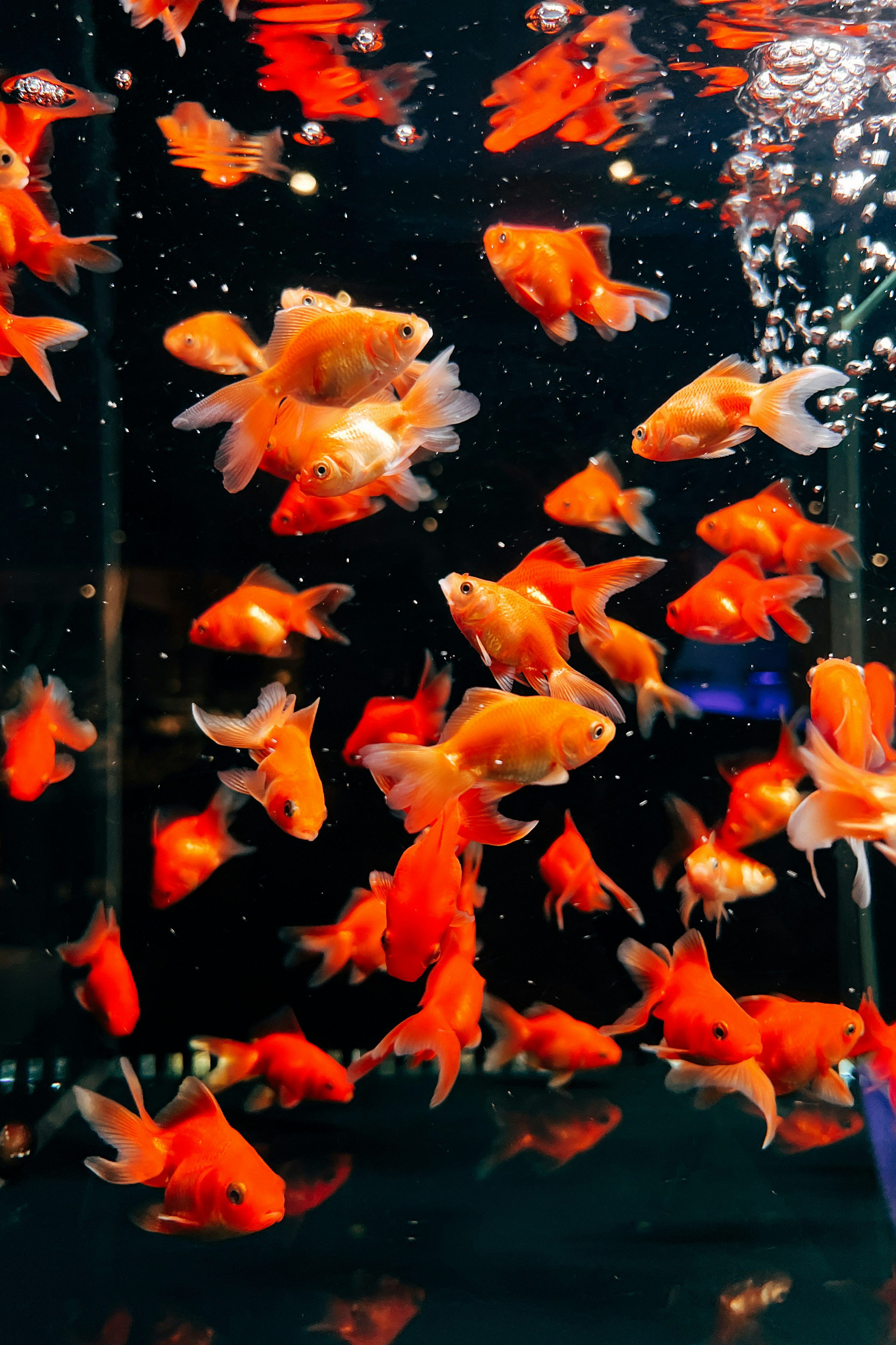 3000x4500 A group of goldfish swimming in an aquarium photo