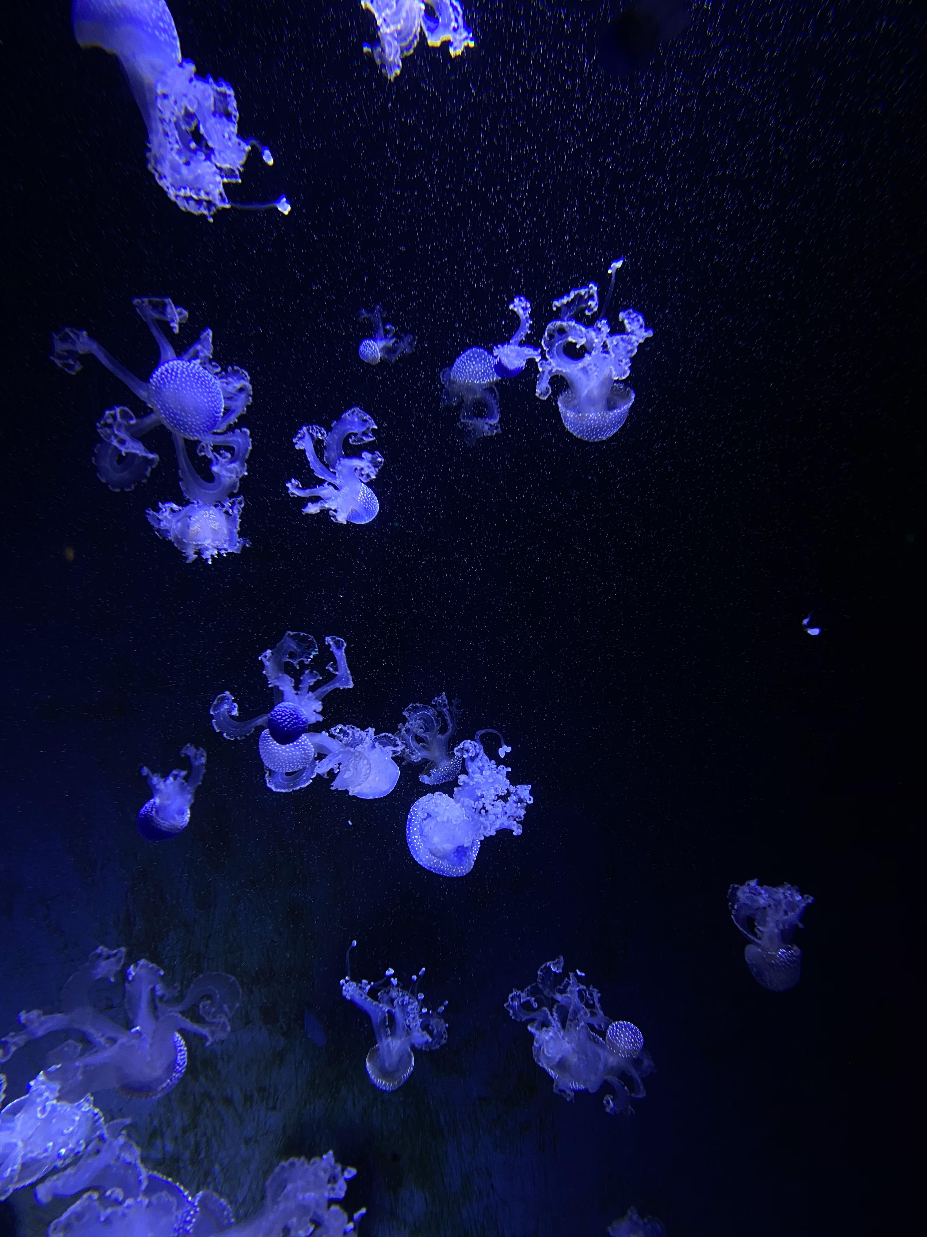 3024x4032 Took this in London's sea life aquarium and though it was a decent wallpaper (iPhone 11 Pro)