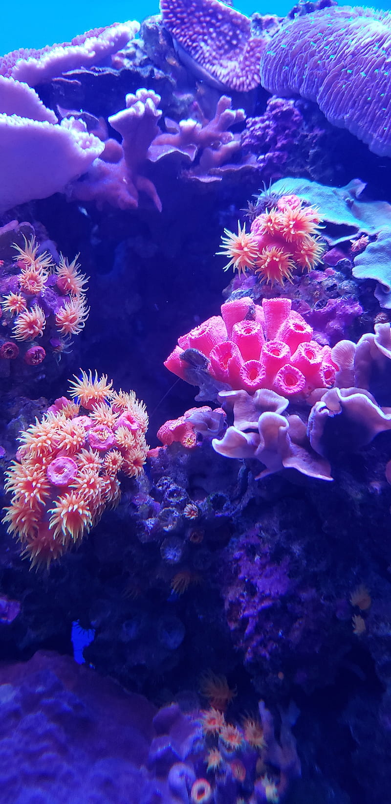 800x1644 Reef, aquarium, aquatic, blue, coral, nature, orange, pink, sea, submarine, HD phone wallpaper