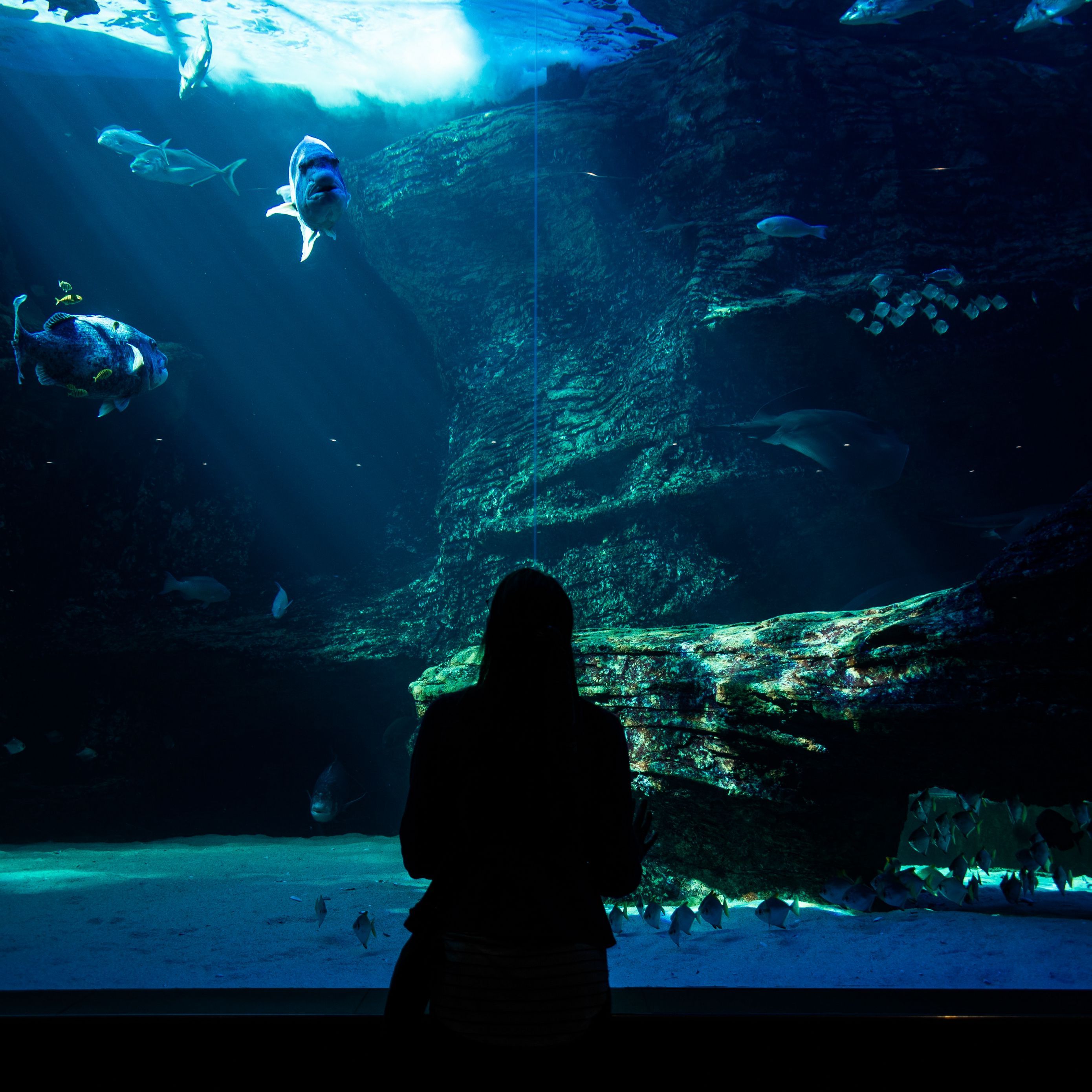 2780x2780 Download wallpaper 2780x2780 aquarium, fish, silhouette, dark, underwater world ipad air, ipad air ipad ipad ipad mini ipad mini ipad mini ipad pro 9.7 for parallax HD background