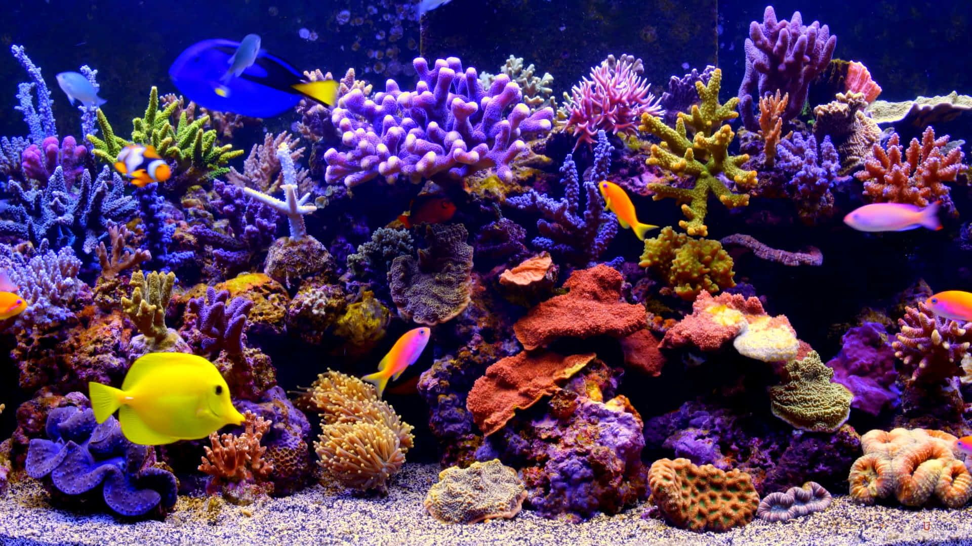 1920x1080 Aquarium Aesthetic Wallpaper