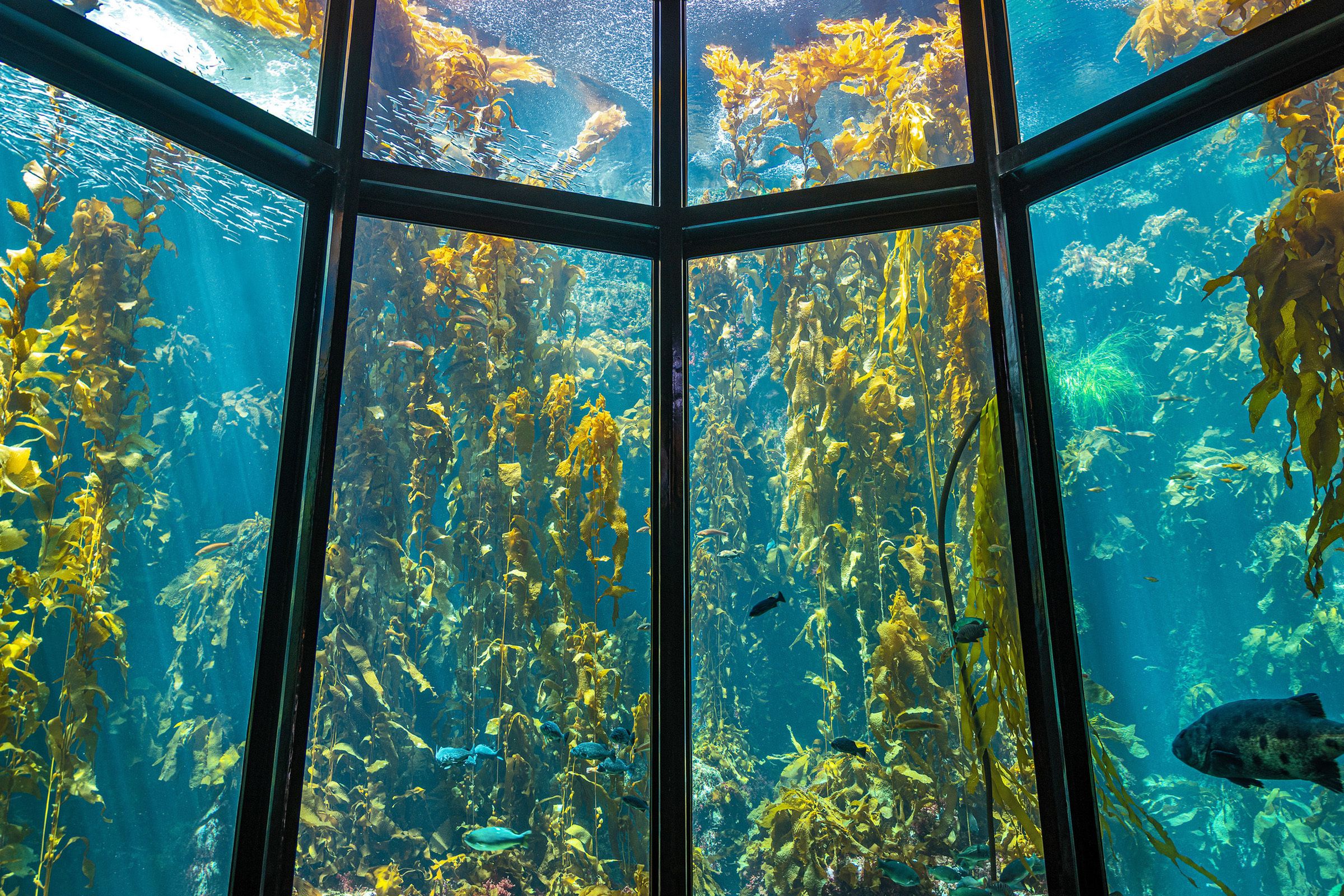 2400x1600 Wallpaper. Monterey Bay Aquarium