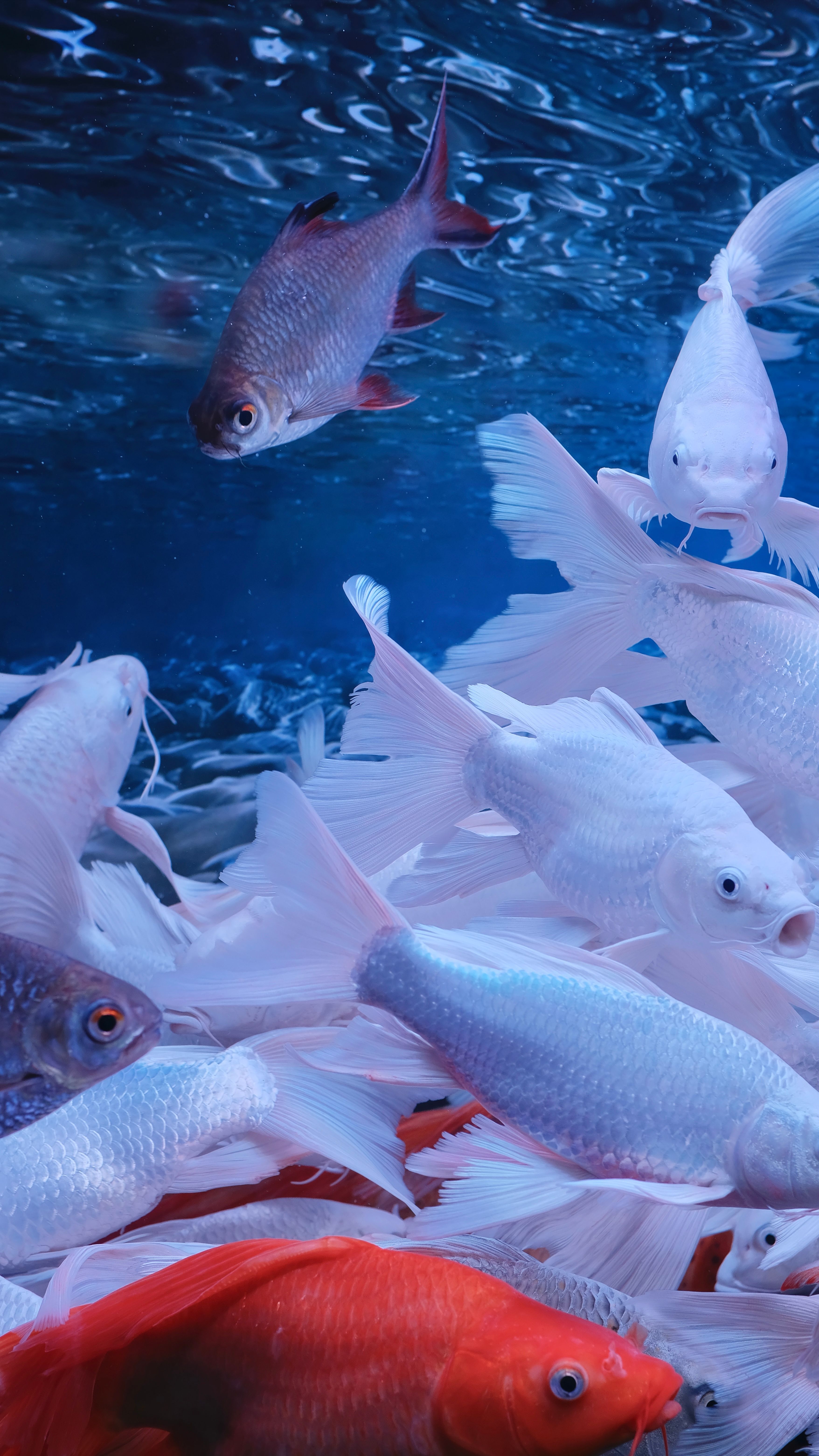 3512x6240 Live Wallpaper Aquarium Photo, Download The BEST Free Live Wallpaper Aquarium & HD Image
