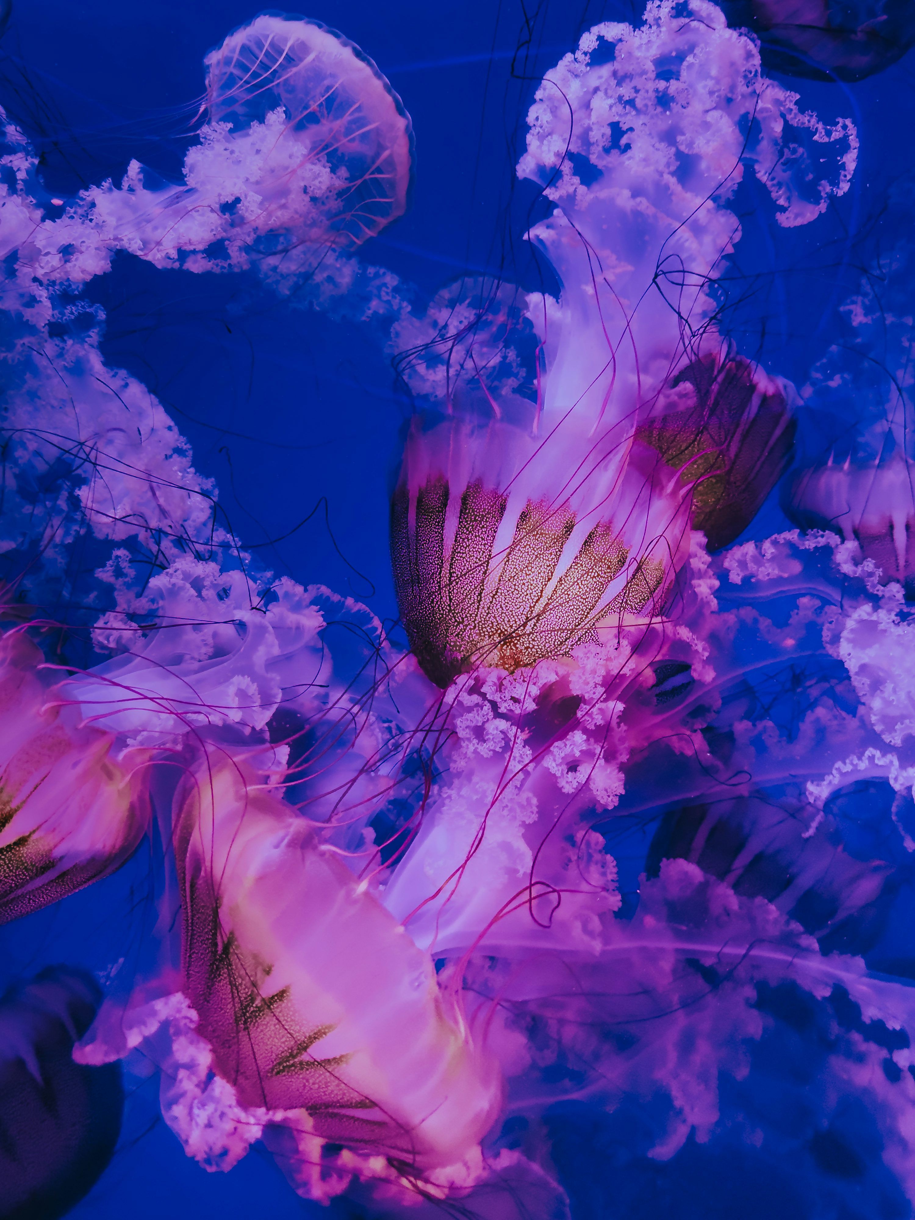 3000x4000 A group of jellyfish swimming in a tank photo