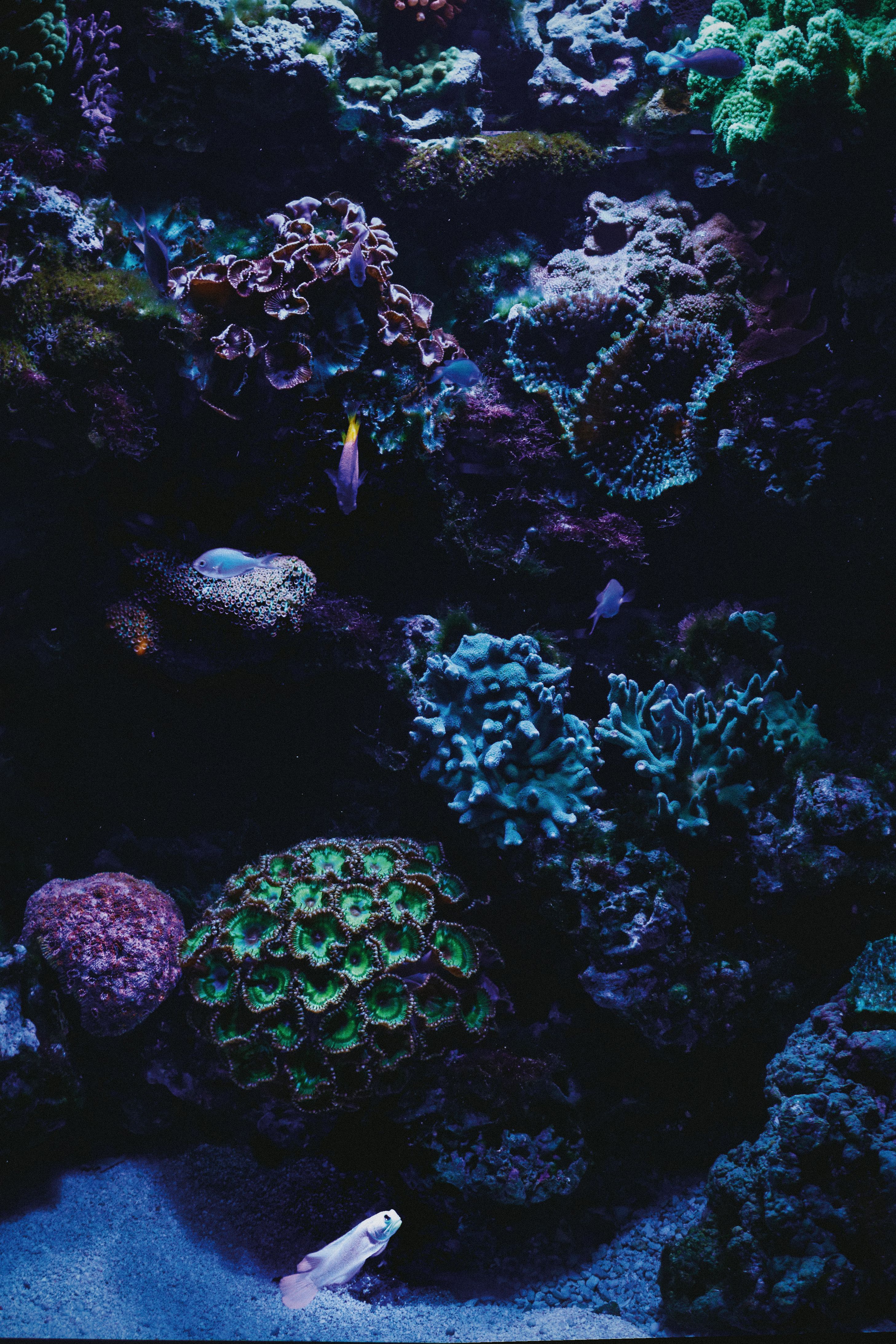 2915x4372 Reef Aquarium Photo, Download The BEST Free Reef Aquarium & HD Image