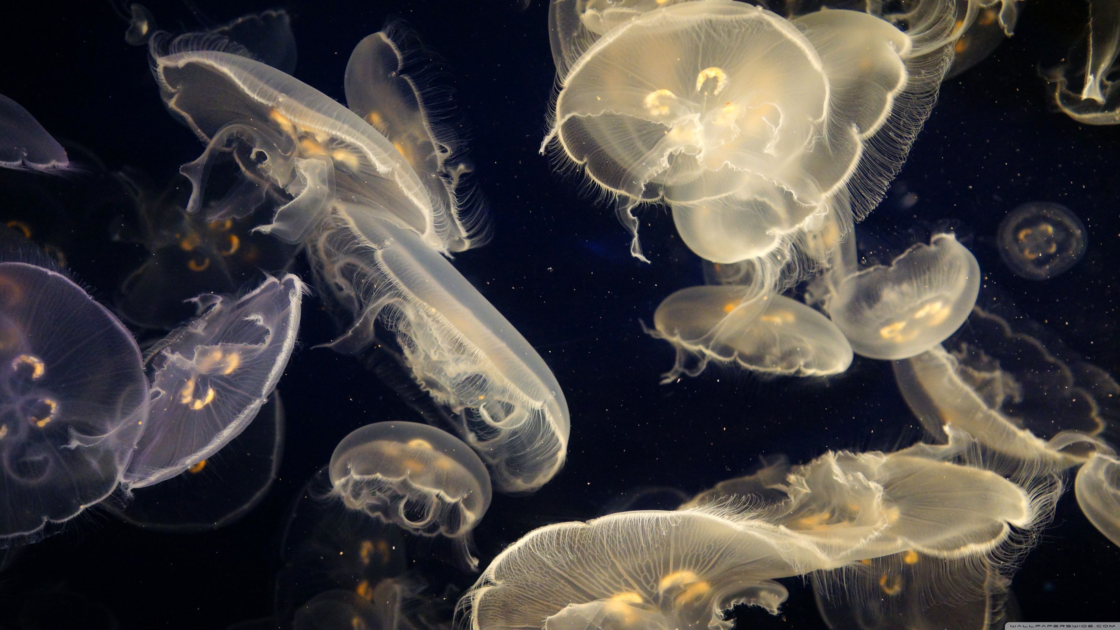 3840x2160 Aquarium Of The Pacific 4K UHD Wallpaper for UltraHD Desktop and TV : Widescreen and UltraWide Display : Smartphone and Tablet Devices