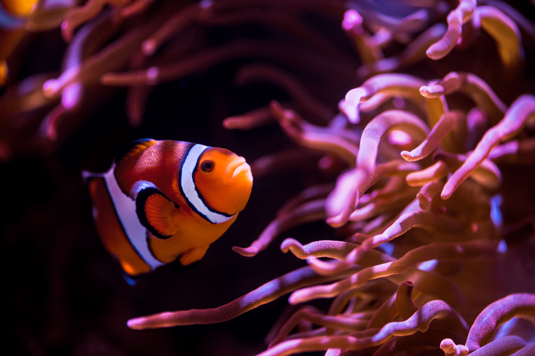 1800x1200 Wallpaper. Monterey Bay Aquarium