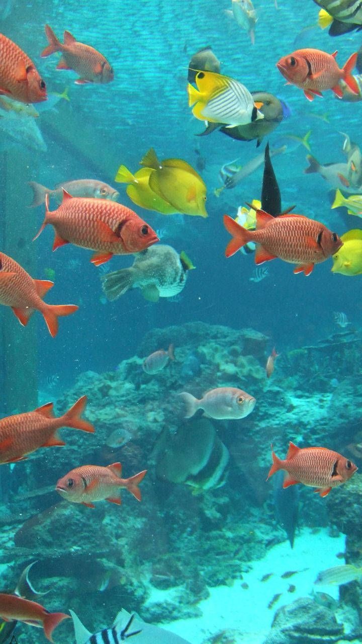 720x1280 Orange And Yellow Fish In Aquarium Wallpaper