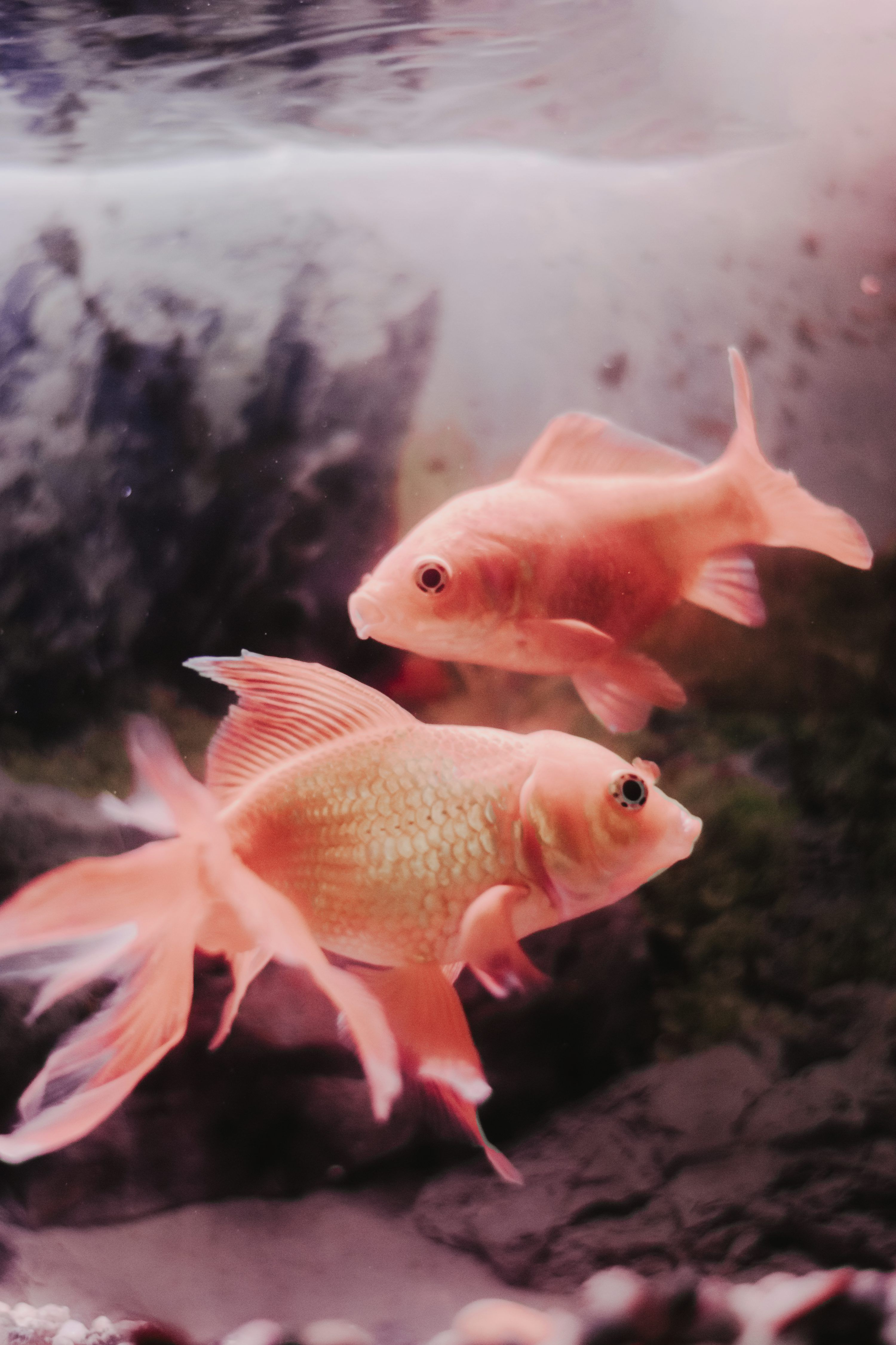 3000x4500 A group of fish swimming in water photo