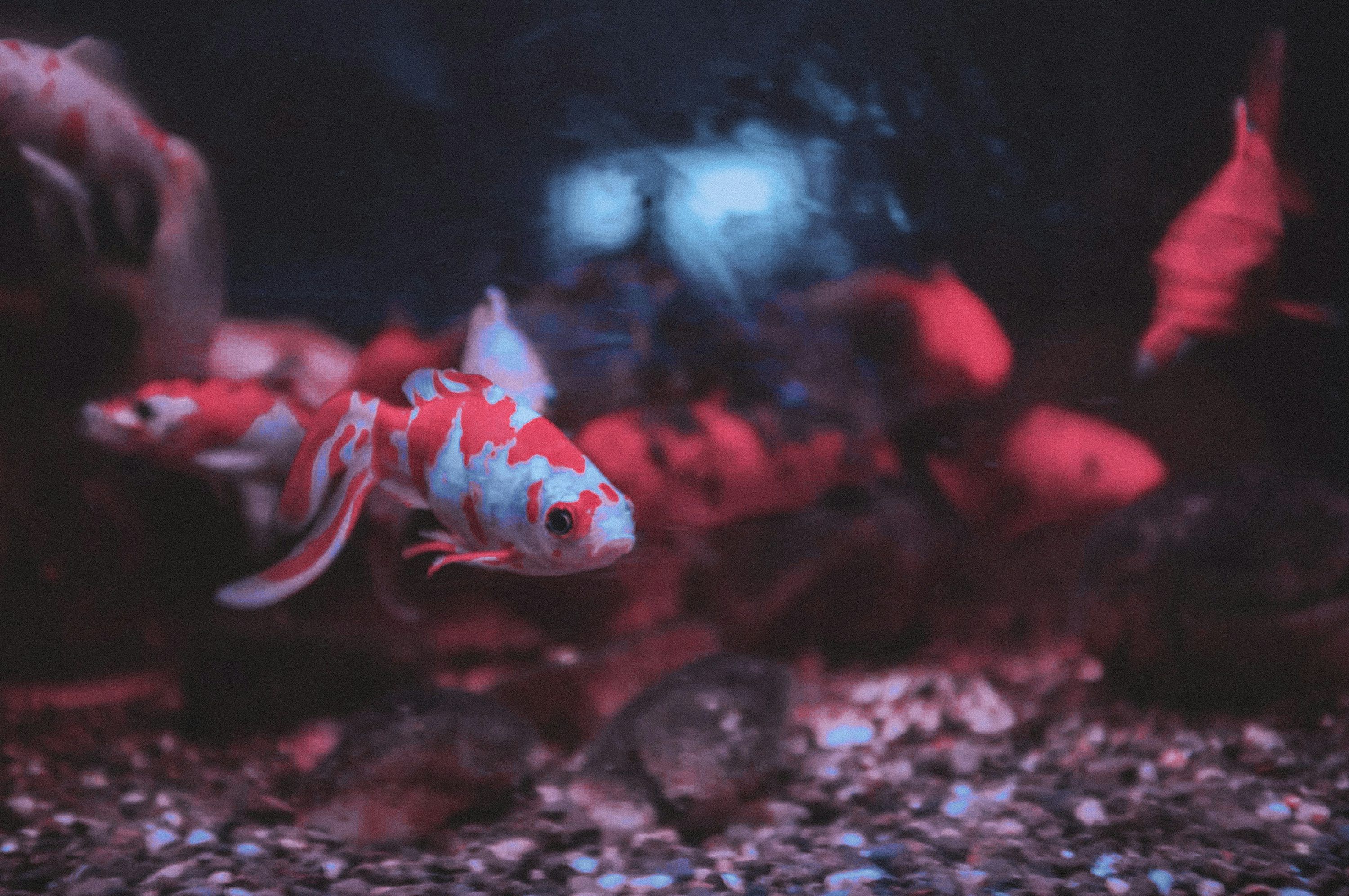 3000x1993 Desktop Wallpaper Fish Picture. Download Free Image