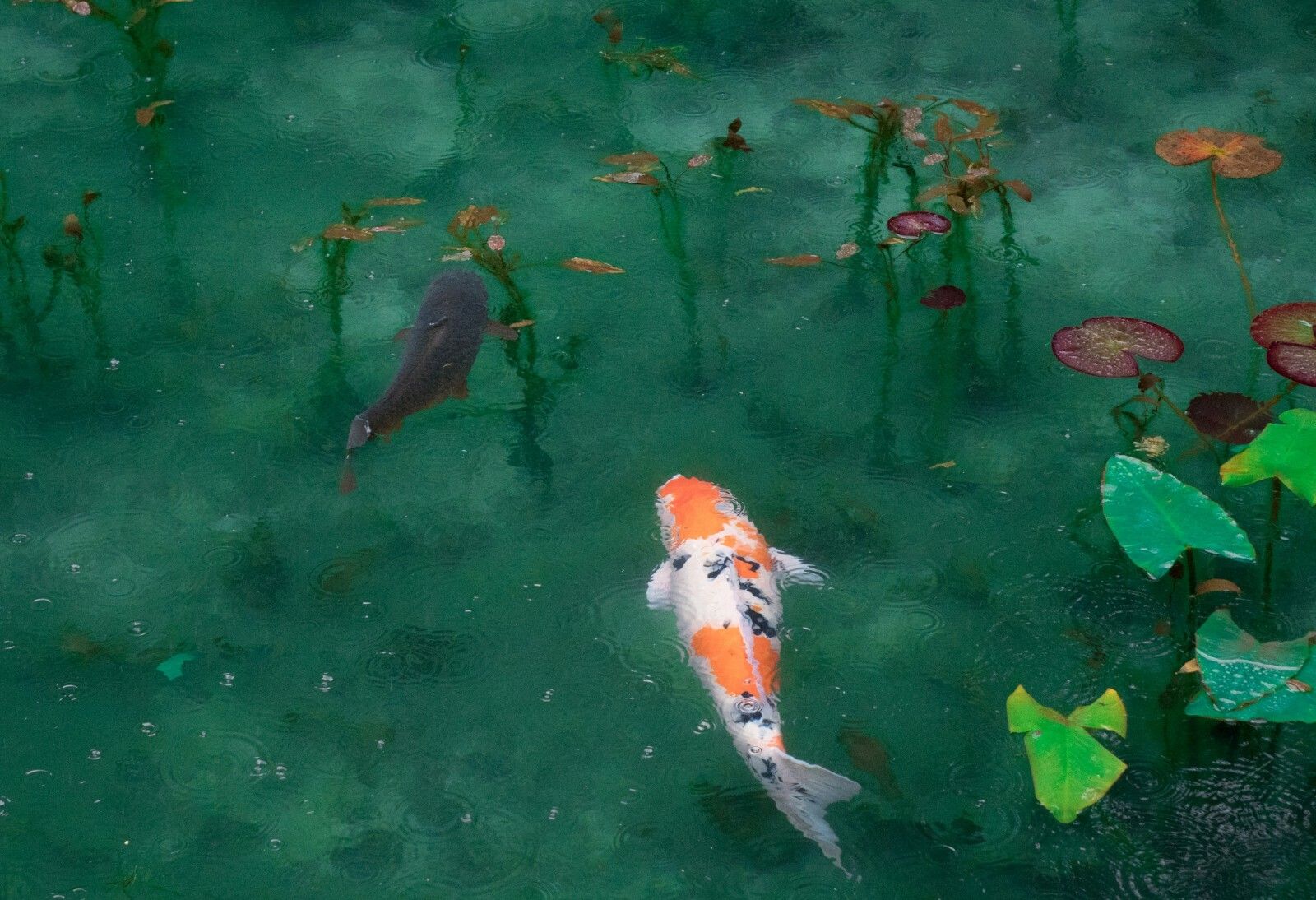 1600x1094 koi fish photography print koi fish pond, turquoise wall art, Poster