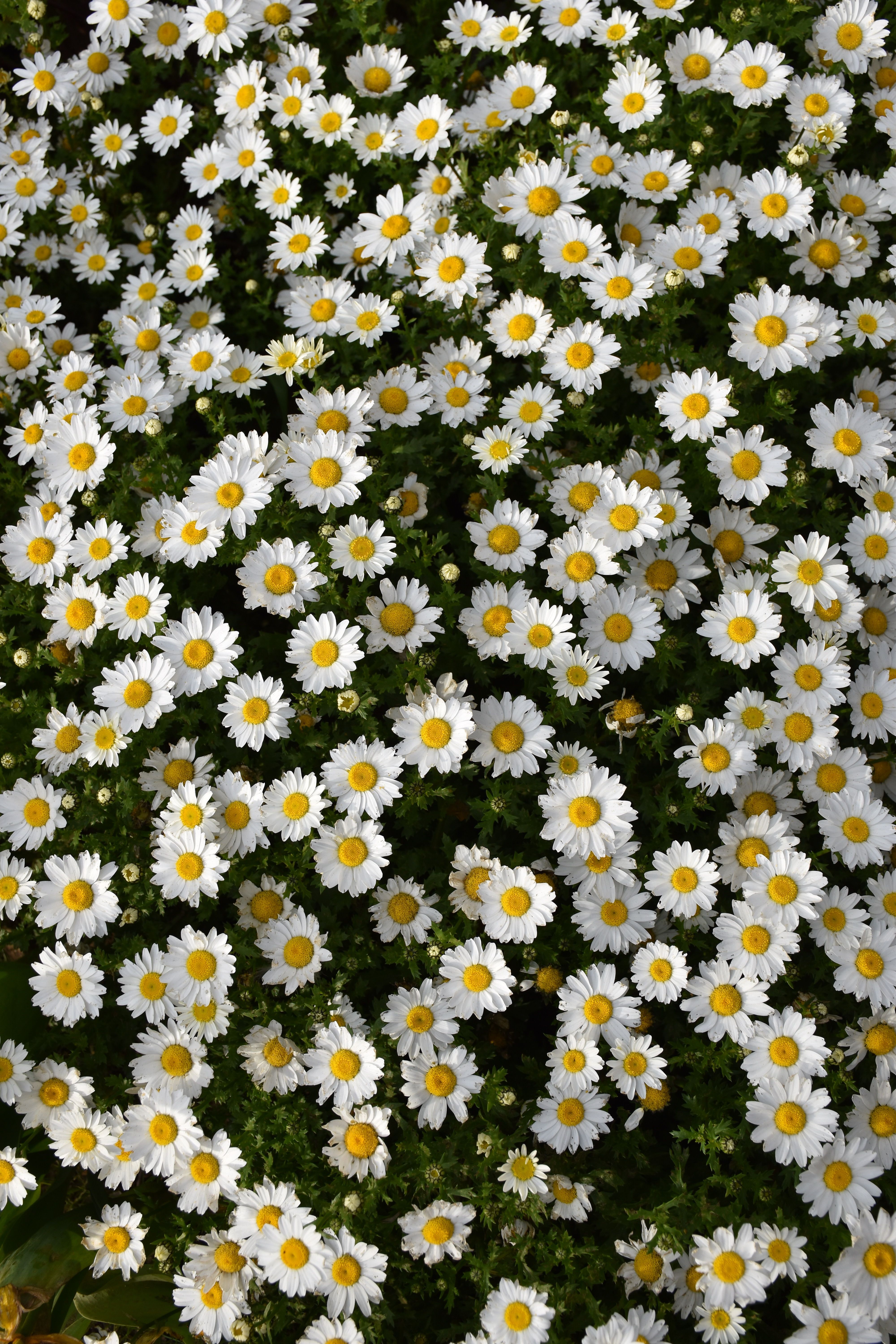 4000x6000 Flowers 2000s Wallpaper Photo, Download The BEST Free Flowers 2000s Wallpaper & HD Image